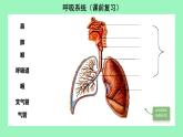 第8章第2節(jié) 人體細(xì)胞獲得氧氣的過(guò)程（第2課時(shí)）2025學(xué)年七年級(jí)生物下冊(cè)（北大師版）課件