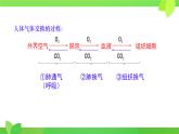 第8章第2節(jié) 人體細(xì)胞獲得氧氣的過(guò)程（第2課時(shí)）2025學(xué)年七年級(jí)生物下冊(cè)（北大師版）課件