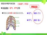 第8章第2節(jié) 人體細(xì)胞獲得氧氣的過(guò)程（第2課時(shí)）2025學(xué)年七年級(jí)生物下冊(cè)（北大師版）課件