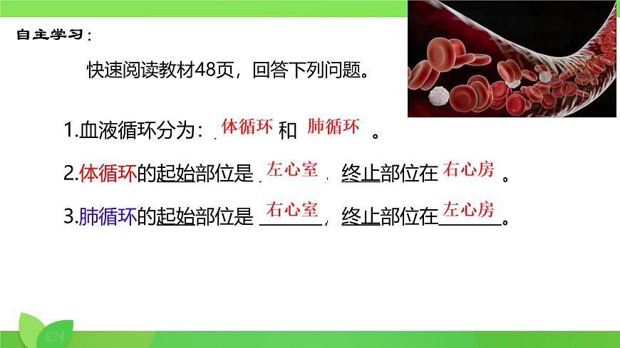 第7章第2节 血液循环（第2课时） 2025学年七年级生物下册（北大师版2024）课件第3页