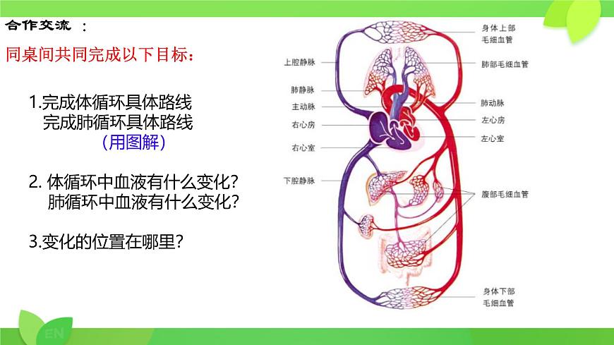 第7章第2节 血液循环（第2课时） 2025学年七年级生物下册（北大师版2024）课件第4页
