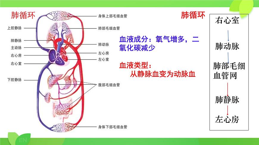 第7章第2节 血液循环（第2课时） 2025学年七年级生物下册（北大师版2024）课件第6页