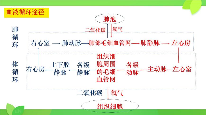 第7章第2节 血液循环（第2课时） 2025学年七年级生物下册（北大师版2024）课件第7页