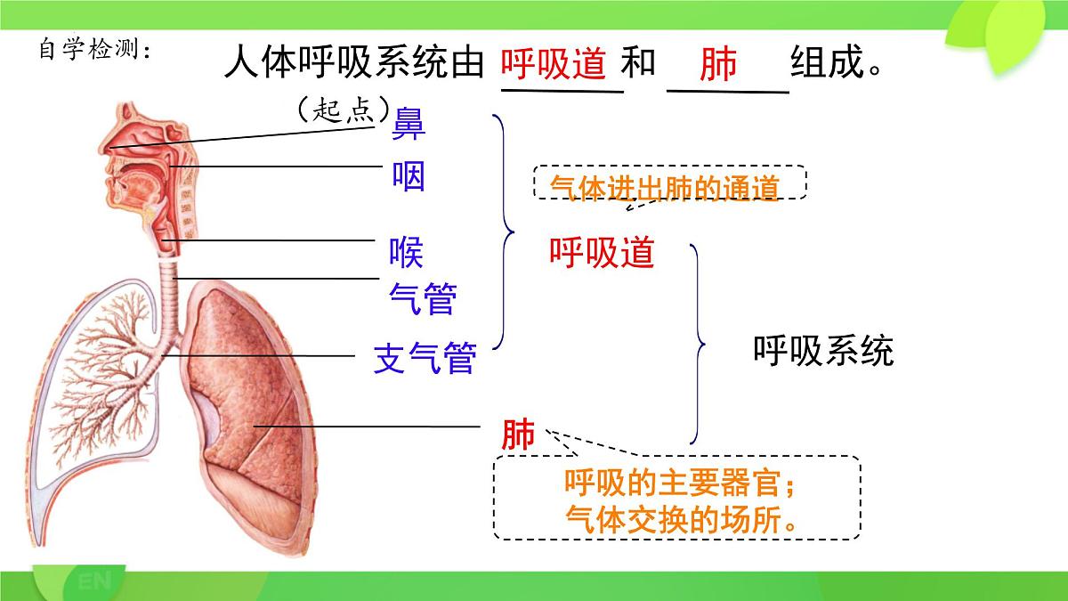 第8章第2节 人体细胞获得氧气的过程（第1课时）2025学年七年级生物下册（北大师版）课件第4页