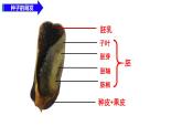 第11章 植物的生命周期（复习课件）2025学年七年级生物下册（苏科版2024）