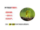 第11章 植物的生命周期（复习课件）2025学年七年级生物下册（苏科版2024）