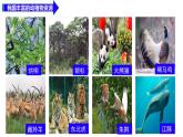 第10章 保護(hù)生物多樣性（復(fù)習(xí)課件）2025學(xué)年七年級生物下冊（蘇科版）