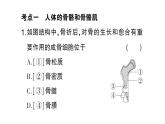 初中生物新北師大版七年級下冊第4單元第11章 總結(jié)訓練作業(yè)課件2025春