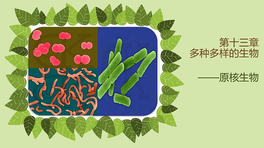 13.2 原核生物界-2024-2025学年八年级生物下册同步精品课件（北京版2024）第2页