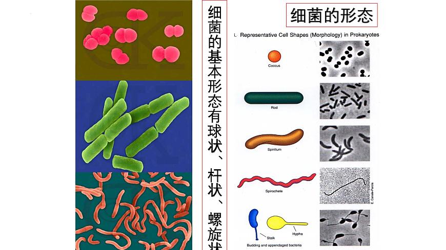 13.2 原核生物界-2024-2025学年八年级生物下册同步精品课件（北京版2024）第4页