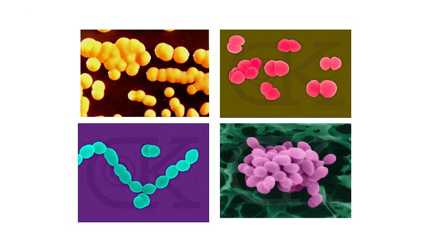 13.2 原核生物界-2024-2025学年八年级生物下册同步精品课件（北京版2024）第5页