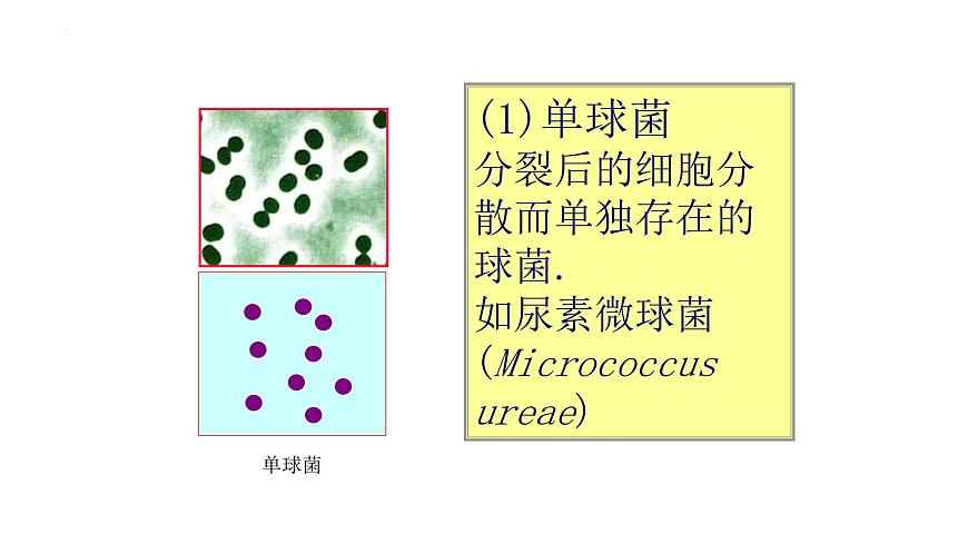 13.2 原核生物界-2024-2025学年八年级生物下册同步精品课件（北京版2024）第6页