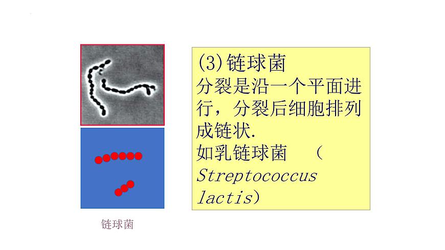 13.2 原核生物界-2024-2025学年八年级生物下册同步精品课件（北京版2024）第8页