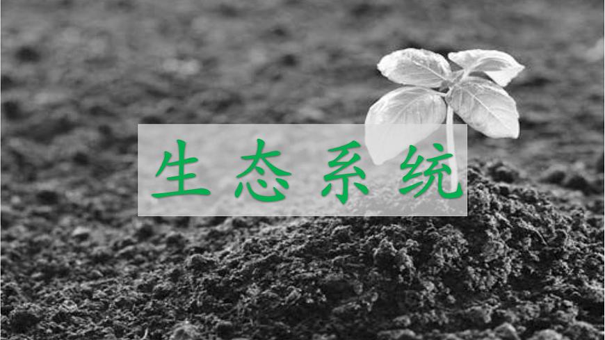 14.3 生态系统-2024-2025学年八年级生物下册同步优质课件（北京版2024）第1页