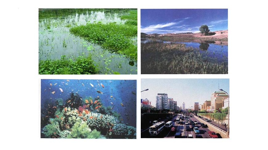 14.3 生态系统-2024-2025学年八年级生物下册同步优质课件（北京版2024）第4页