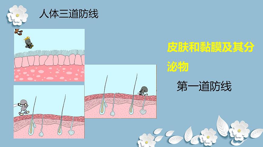 15.2 免疫-2024-2025学年八年级生物下册同步优质课件（北京版2024）第5页