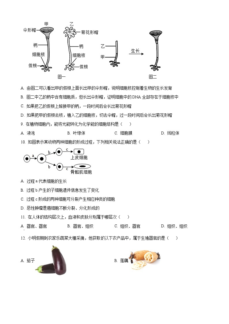 山东省聊城市阳谷县2024--2025学年七年级上学期期末生物试题（原卷版+解析版）第3页