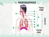 4.8.2人體細(xì)胞獲得氧氣的過(guò)程 2025學(xué)年七年級(jí)生物下冊(cè)（北師大版2024）課件