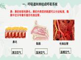 4.8.2人體細(xì)胞獲得氧氣的過(guò)程 2025學(xué)年七年級(jí)生物下冊(cè)（北師大版2024）課件