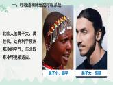 4.8.2人體細(xì)胞獲得氧氣的過(guò)程 2025學(xué)年七年級(jí)生物下冊(cè)（北師大版2024）課件