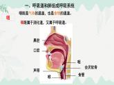 4.8.2人體細(xì)胞獲得氧氣的過(guò)程 2025學(xué)年七年級(jí)生物下冊(cè)（北師大版2024）課件