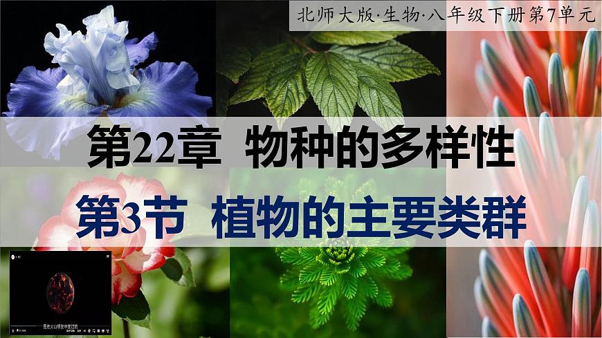 22.3 植物的主要类群 课件-2024-2025学年北师大版生物八年级下册第1页