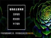 22.3 植物的主要类群 课件-2024-2025学年北师大版生物八年级下册