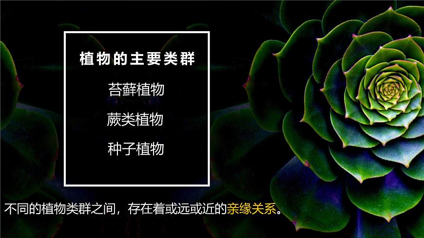22.3 植物的主要类群 课件-2024-2025学年北师大版生物八年级下册第2页