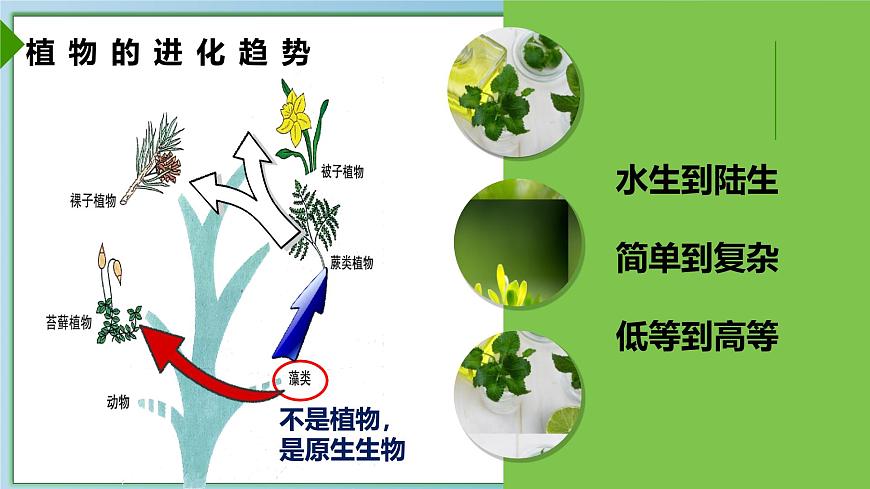 22.3 植物的主要类群 课件-2024-2025学年北师大版生物八年级下册第3页