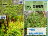 22.3 植物的主要类群 课件-2024-2025学年北师大版生物八年级下册