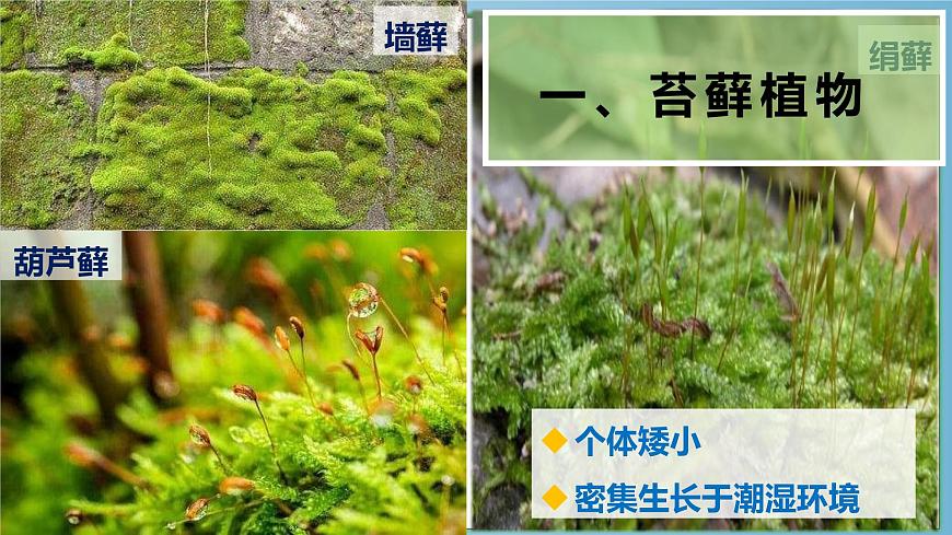 22.3 植物的主要类群 课件-2024-2025学年北师大版生物八年级下册第4页