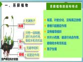 22.3 植物的主要类群 课件-2024-2025学年北师大版生物八年级下册