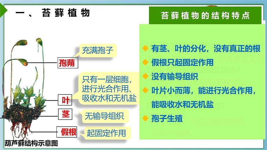 22.3 植物的主要类群 课件-2024-2025学年北师大版生物八年级下册第5页