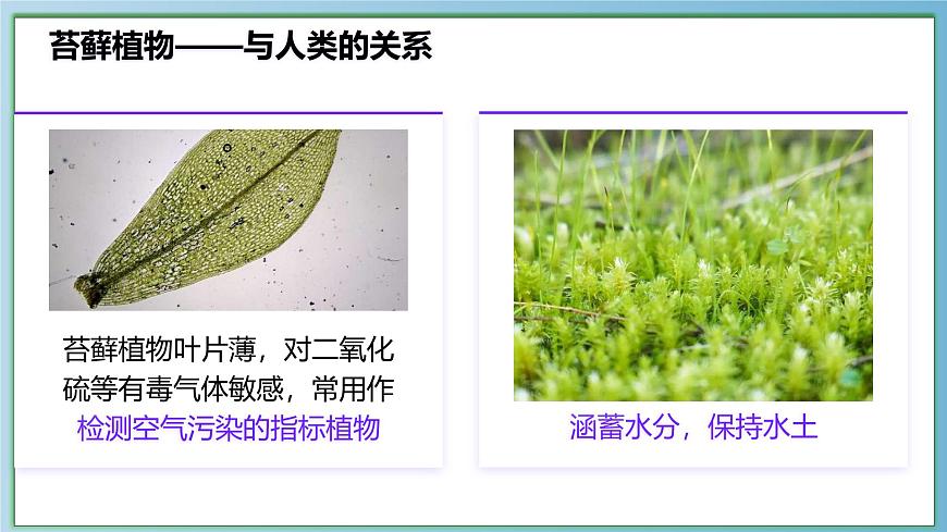 22.3 植物的主要类群 课件-2024-2025学年北师大版生物八年级下册第6页