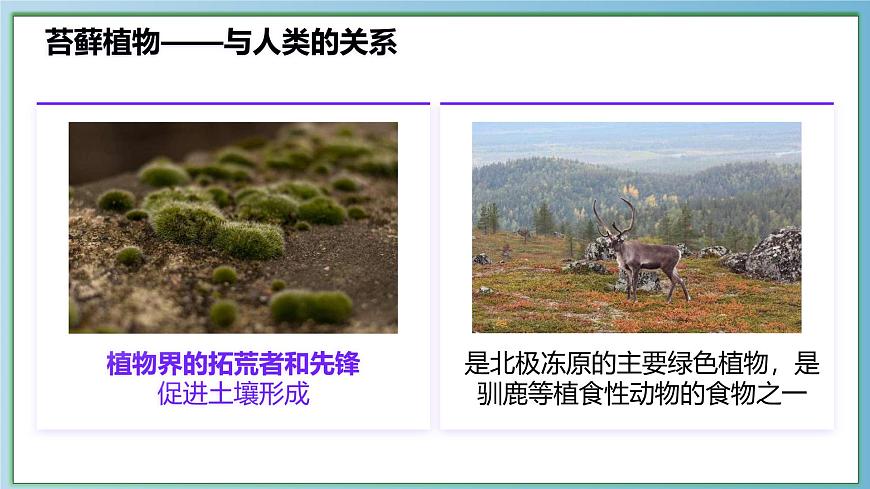 22.3 植物的主要类群 课件-2024-2025学年北师大版生物八年级下册第7页