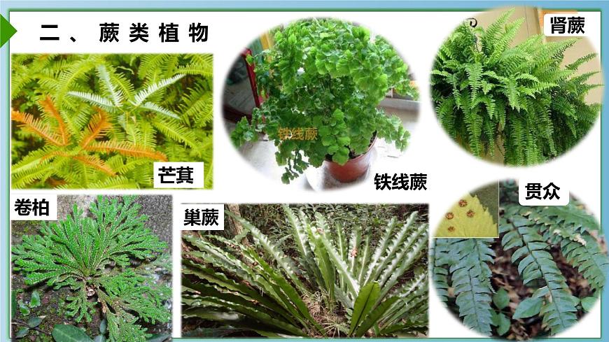 22.3 植物的主要类群 课件-2024-2025学年北师大版生物八年级下册第8页