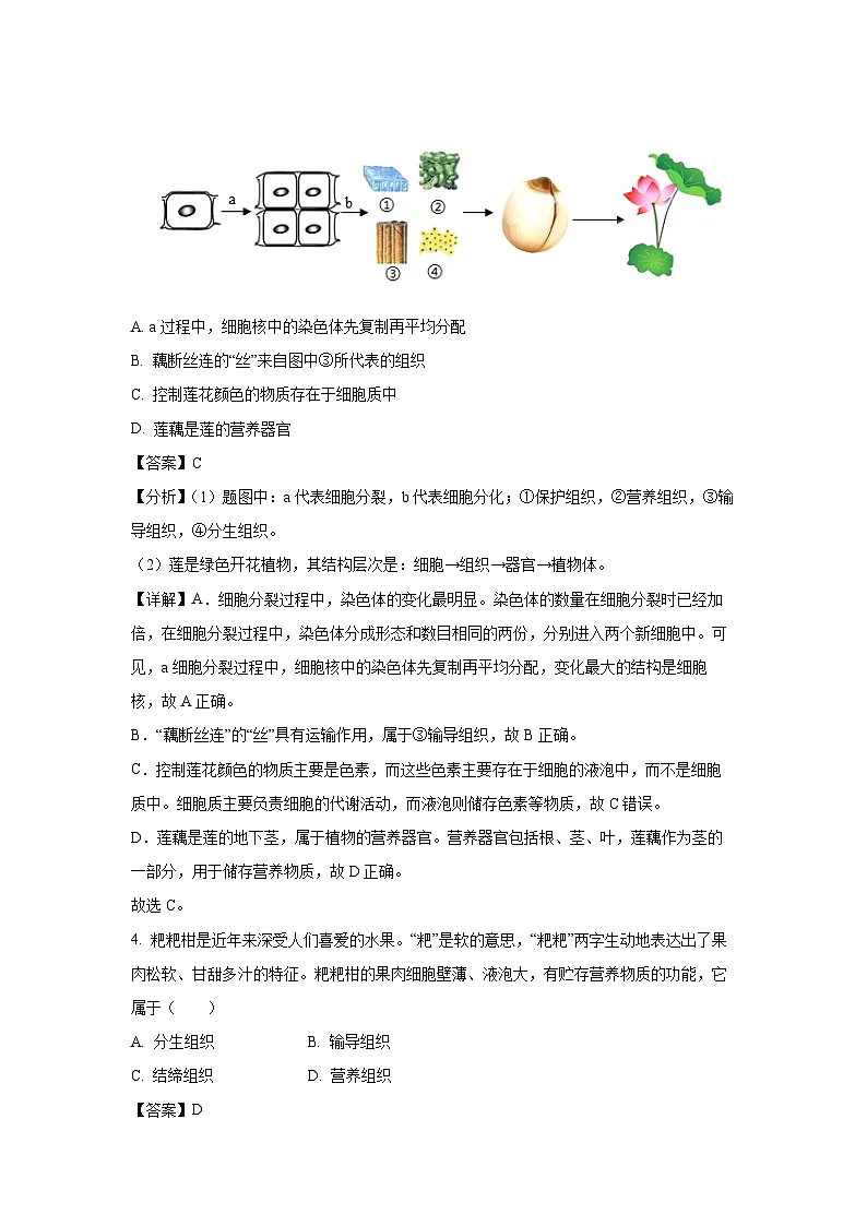 2024-2025学年江苏省盐城市阜宁县七年级上学期期末生物试卷（解析版）第3页