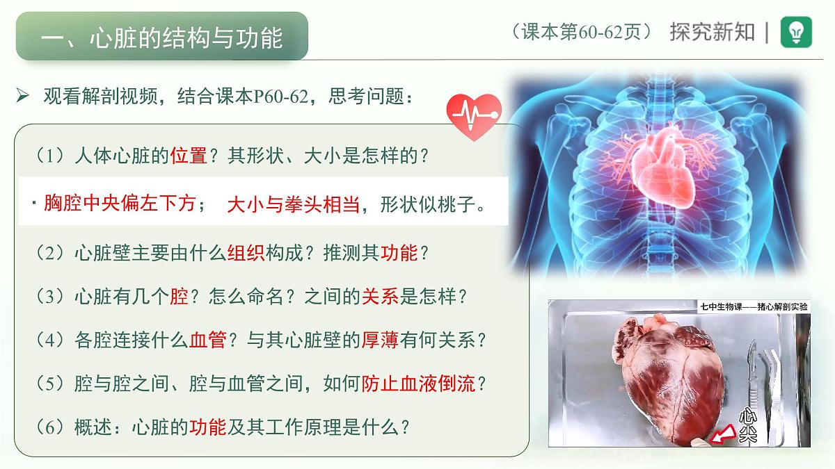 4.4.3输送血液的泵——心脏课件-2024年人教版生物七年级下册第3页