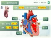 4.4.3输送血液的泵——心脏课件-2024年人教版生物七年级下册