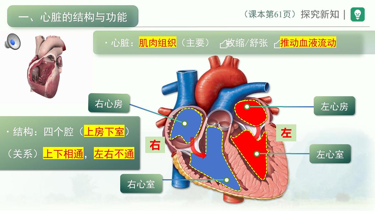 4.4.3输送血液的泵——心脏课件-2024年人教版生物七年级下册第4页