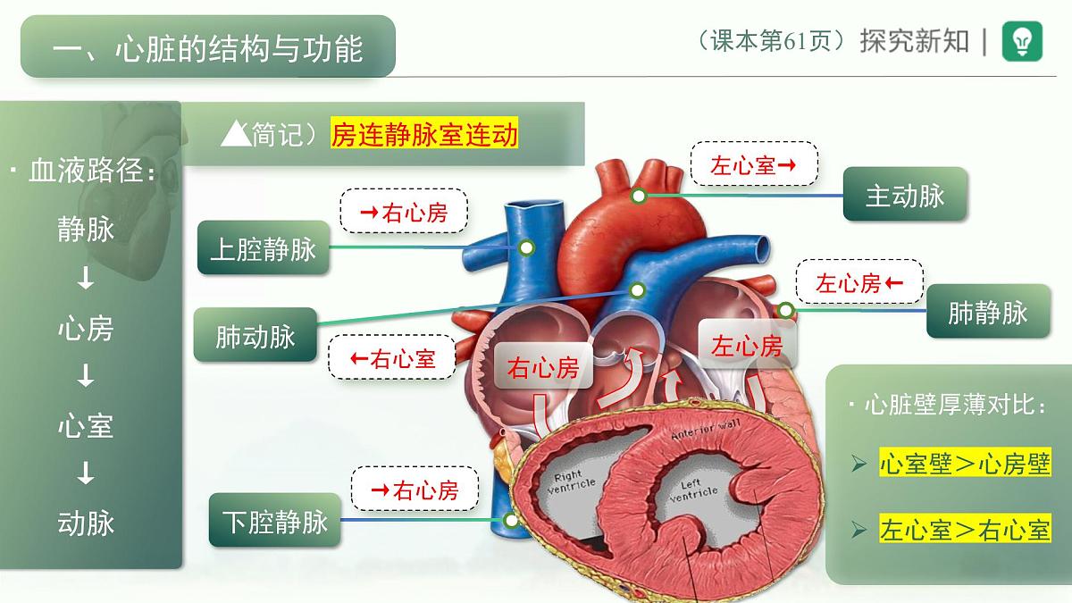 4.4.3输送血液的泵——心脏课件-2024年人教版生物七年级下册第5页