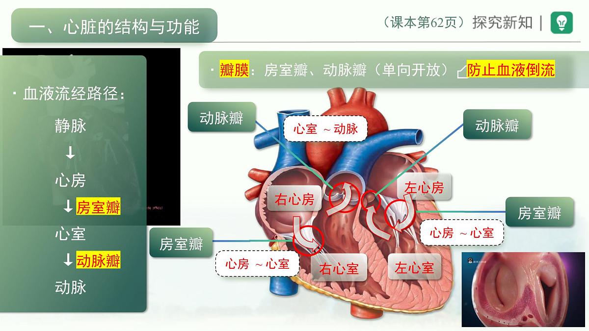 4.4.3输送血液的泵——心脏课件-2024年人教版生物七年级下册第6页