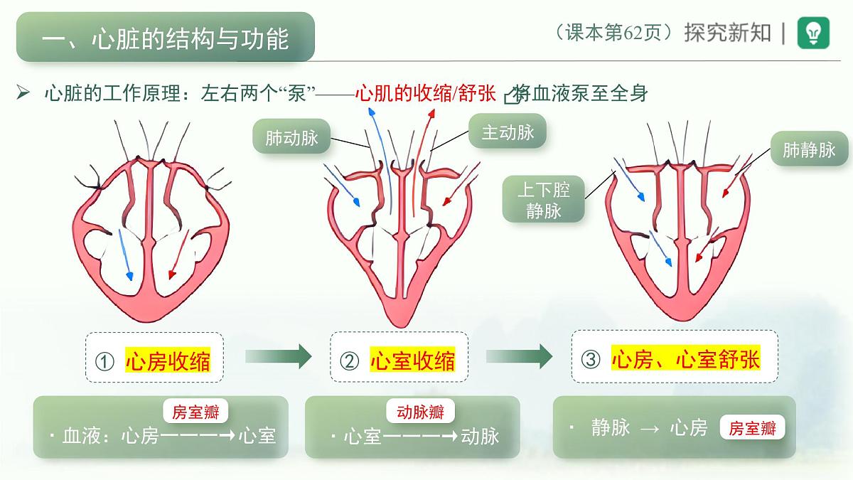 4.4.3输送血液的泵——心脏课件-2024年人教版生物七年级下册第7页