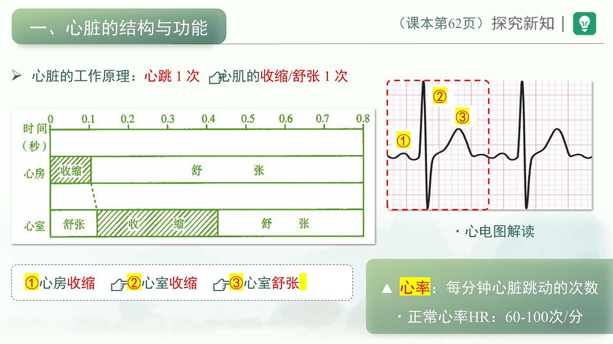 4.4.3输送血液的泵——心脏课件-2024年人教版生物七年级下册第8页
