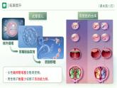 4.1.3  青春期  課件-2023-2024學(xué)年人教版生物七年級下冊