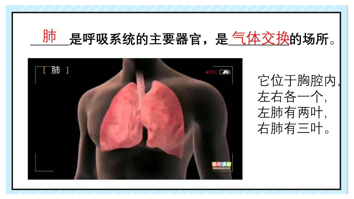 4.3.2  发生在肺内的气体交换  课件-2023-2024学年人教版生物七年级下册第5页