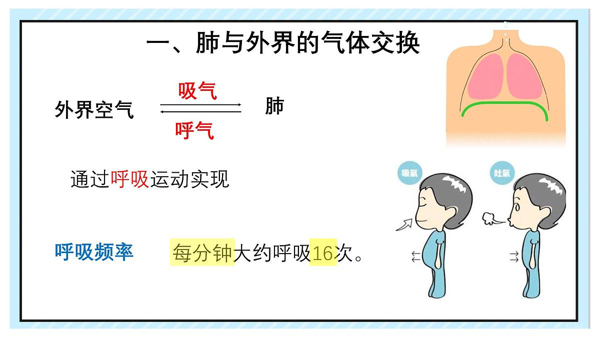 4.3.2  发生在肺内的气体交换  课件-2023-2024学年人教版生物七年级下册第6页