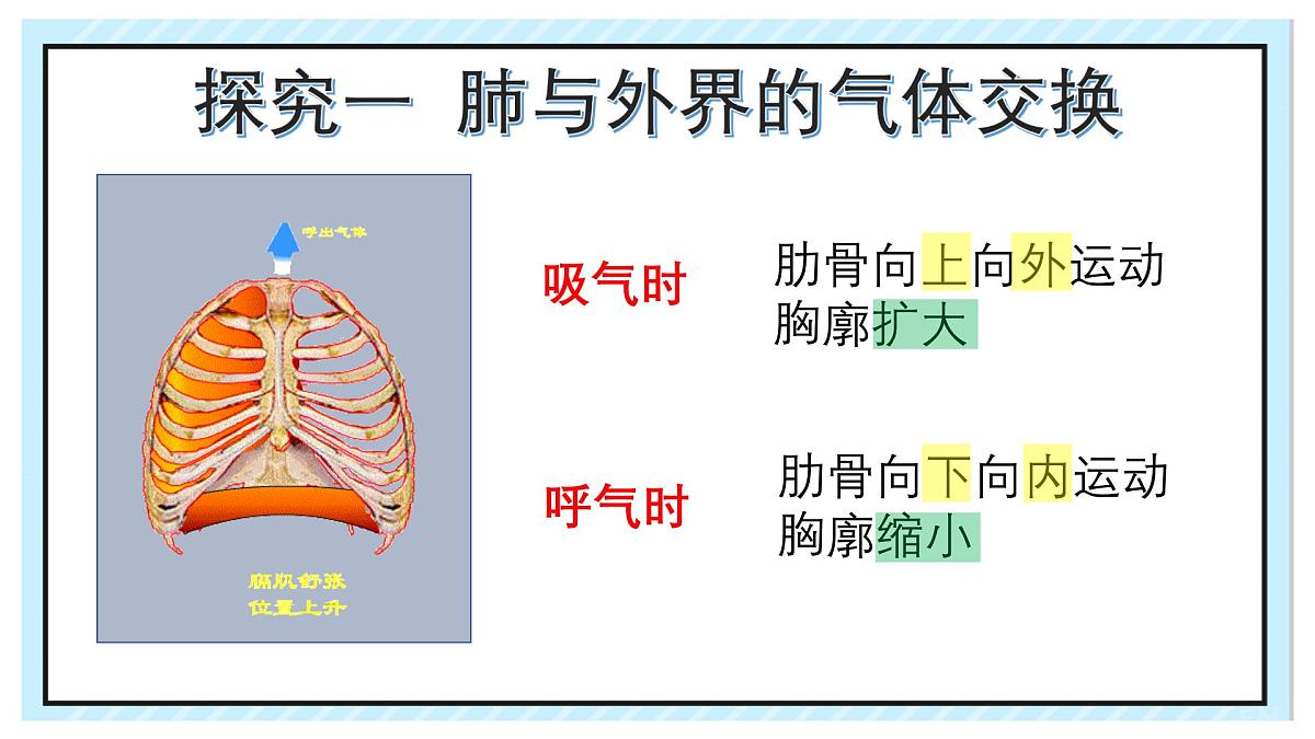 4.3.2  发生在肺内的气体交换  课件-2023-2024学年人教版生物七年级下册第8页