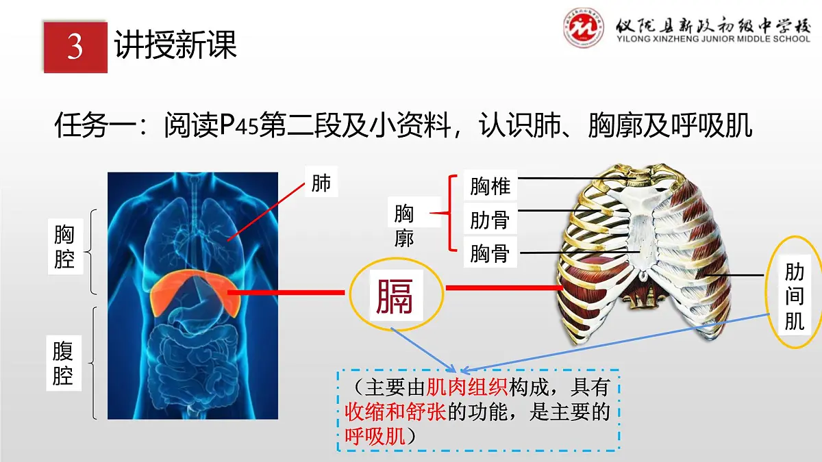 4.3.2发生在肺内的气体交换课件（第一课时）2023-2024学年人教版生物七年级下册第4页