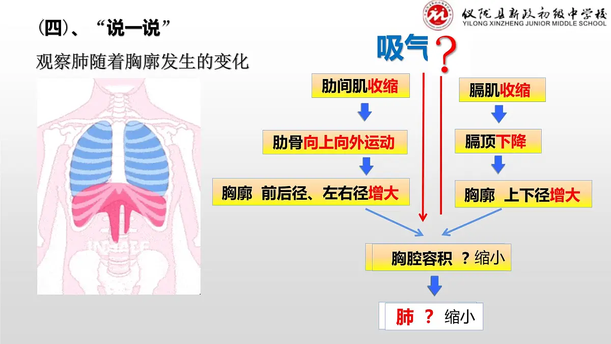4.3.2发生在肺内的气体交换课件（第一课时）2023-2024学年人教版生物七年级下册第8页